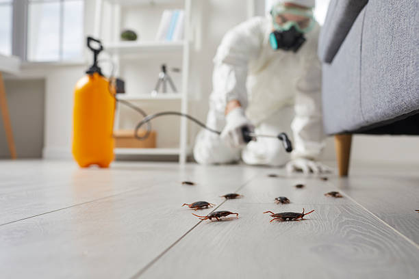 Post-Treatment Bed Bug Interceptor Monitoring in Buellton